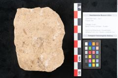 Foto (Objekt + Etikett) von Plantae indet.  (NHMW-GEO-2024-0188-11502)